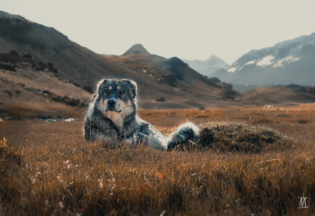A shaggy shepherd dog resting in golden grass with mountains behind