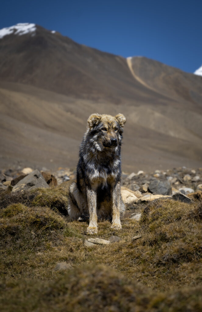 Wildlife