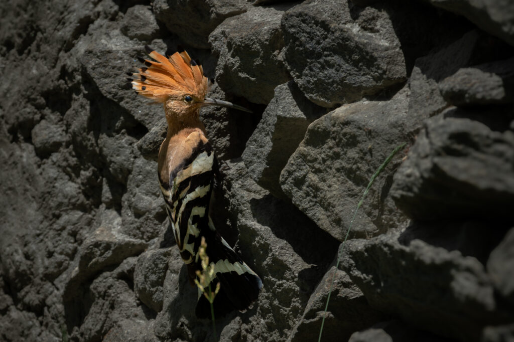Wildlife